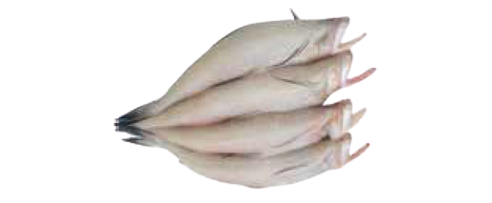Bombay Duck